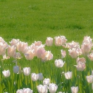 Meet your Posher, Mim